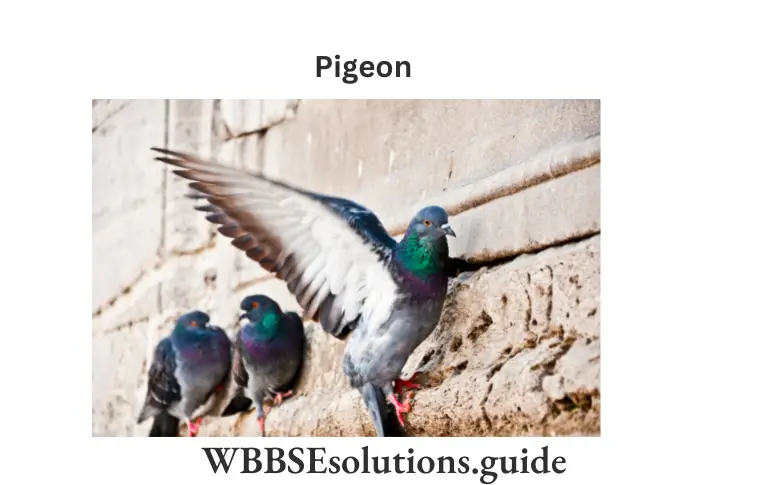WBBSE Solutions For Class 9 Life Science Chapter 1 Life And Its Diversity Pigeon