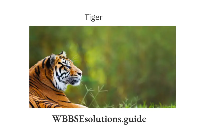 WBBSE Solutions For Class 9 Life Science Chapter 1 Life And Its Diversity Tiger