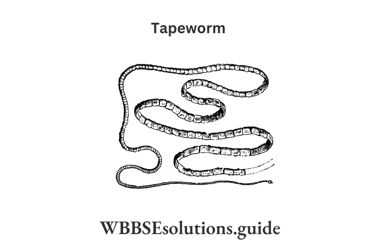WBBSE Solutions For Class 9 Life Science Chapter 1 Life And Its Diversity Tapeworm