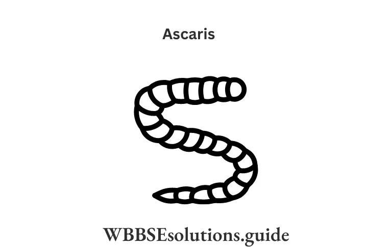 WBBSE Solutions For Class 9 Life Science Chapter 1 Life And Its Diversity Ascaris