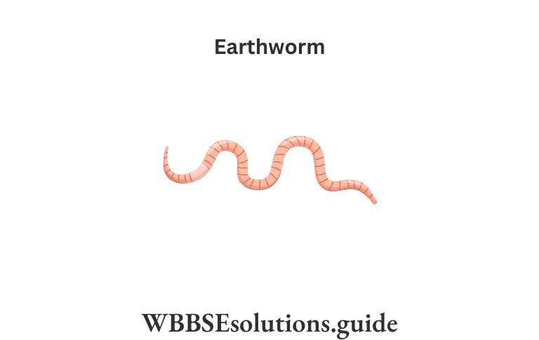 WBBSE Solutions For Class 9 Life Science Chapter 1 Life And Its Diversity Earthworm