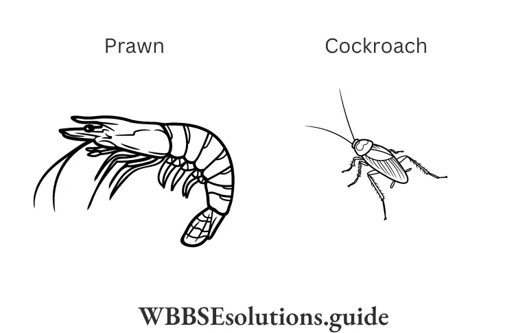 WBBSE Solutions For Class 9 Life Science Chapter 1 Life And Its Diversity Prawn,Cockroach