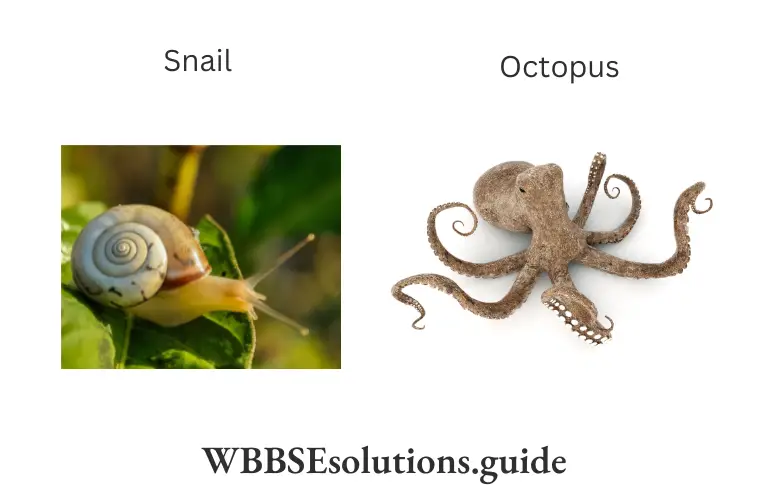 WBBSE Solutions For Class 9 Life Science Chapter 1 Life And Its Diversity Snail,Octopus