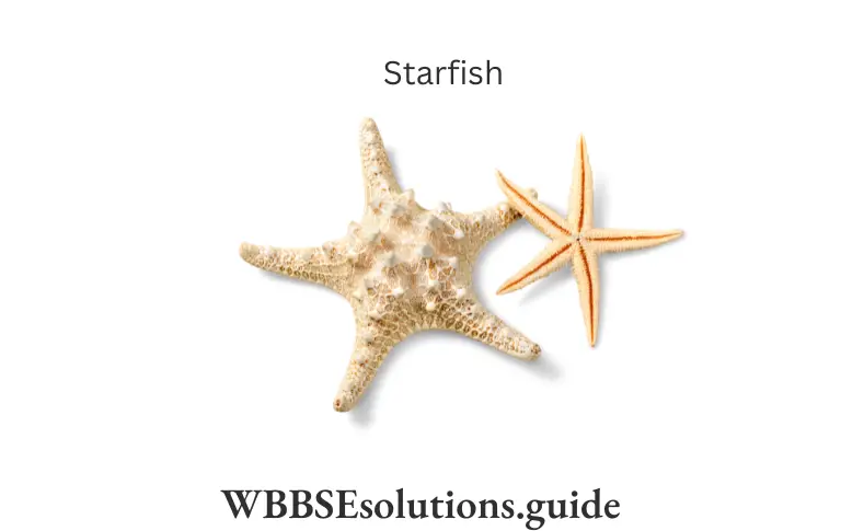 WBBSE Solutions For Class 9 Life Science Chapter 1 Life And Its Diversity Starfish