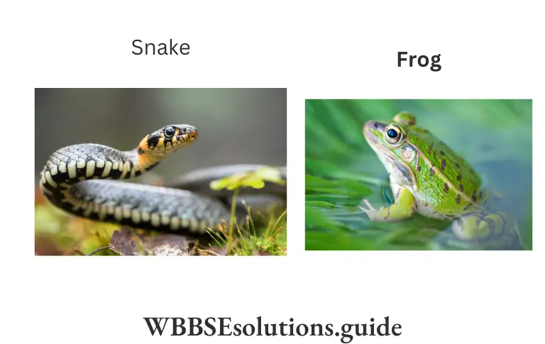 WBBSE Solutions For Class 9 Life Science Chapter 1 Life And Its Diversity Snake,Frog
