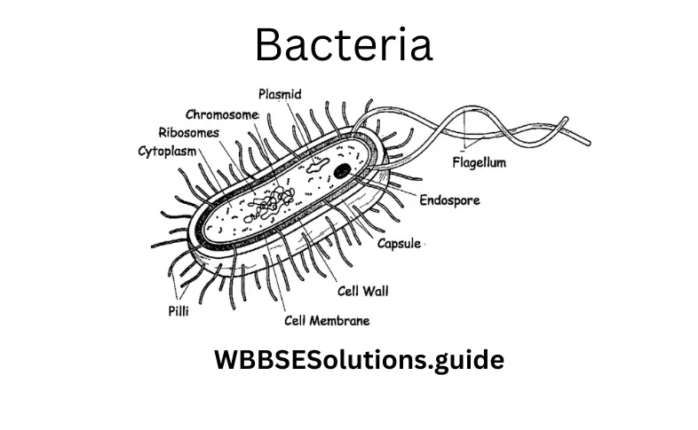 WBBSE Solutions For Class 9 Life Science Chapter 1 Life And Its Diversity Bacteria (1)