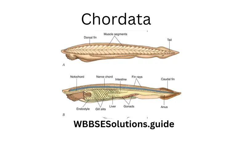 WBBSE Solutions For Class 9 Life Science Chapter 1 Life And Its Diversity Chordata