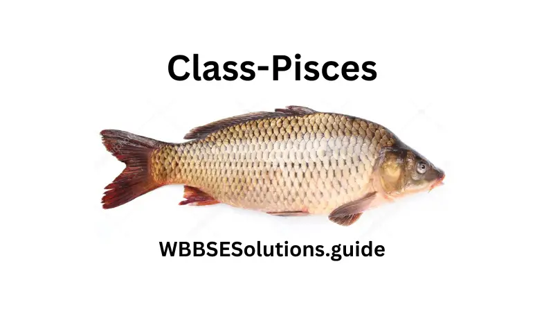 WBBSE Solutions For Class 9 Life Science Chapter 1 Life And Its Diversity Class-Pisces