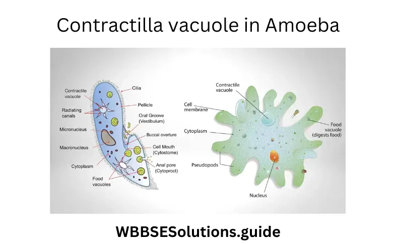 WBBSE Solutions For Class 9 Life Science Chapter 1 Life And Its Diversity Contractile vacuole in Amoeba