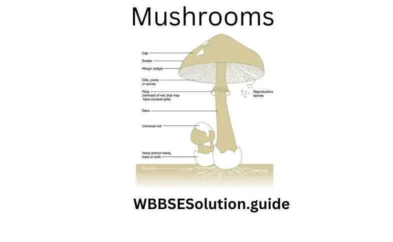 WBBSE Solutions For Class 9 Life Science Chapter 1 Life And Its Diversity Mushrooms 
