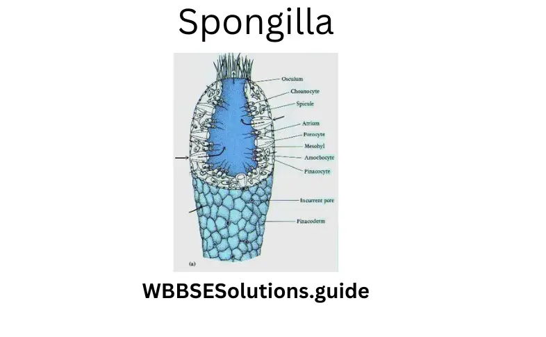 WBBSE Solutions For Class 9 Life Science Chapter 1 Life And Its Diversity Spongilla