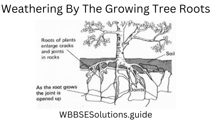 WBBSE Solutions For Class 9 Geography And Environment Chapter 5 Weathering Weathering by the growing tree roots.