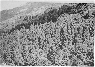 WBBSE Notes For Class 6 Physical Geography Chapter 10 India - Natural Vegetation Of India Mountainous Temperate Forest