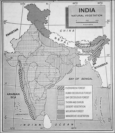 WBBSE Notes For Class 6 Physical Geography Chapter 10 India - Natural Vegetation Of India Natural Vegetation