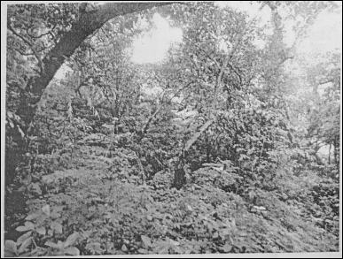 WBBSE Notes For Class 6 Physical Geography Chapter 10 India - Natural Vegetation Of India Tropical Deciduous Forest