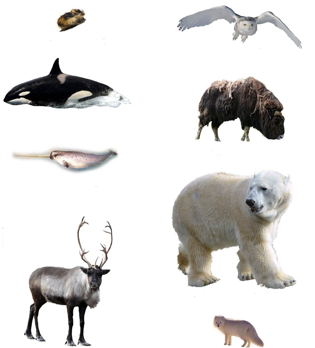 WBBSE Notes For Class 8 General Science And Environment Chapter 10 Biodiversity Arctic animals
