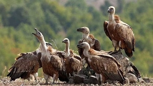 WBBSE Notes For Class 8 General Science And Environment Chapter 10 Biodiversity Conservation of vultures