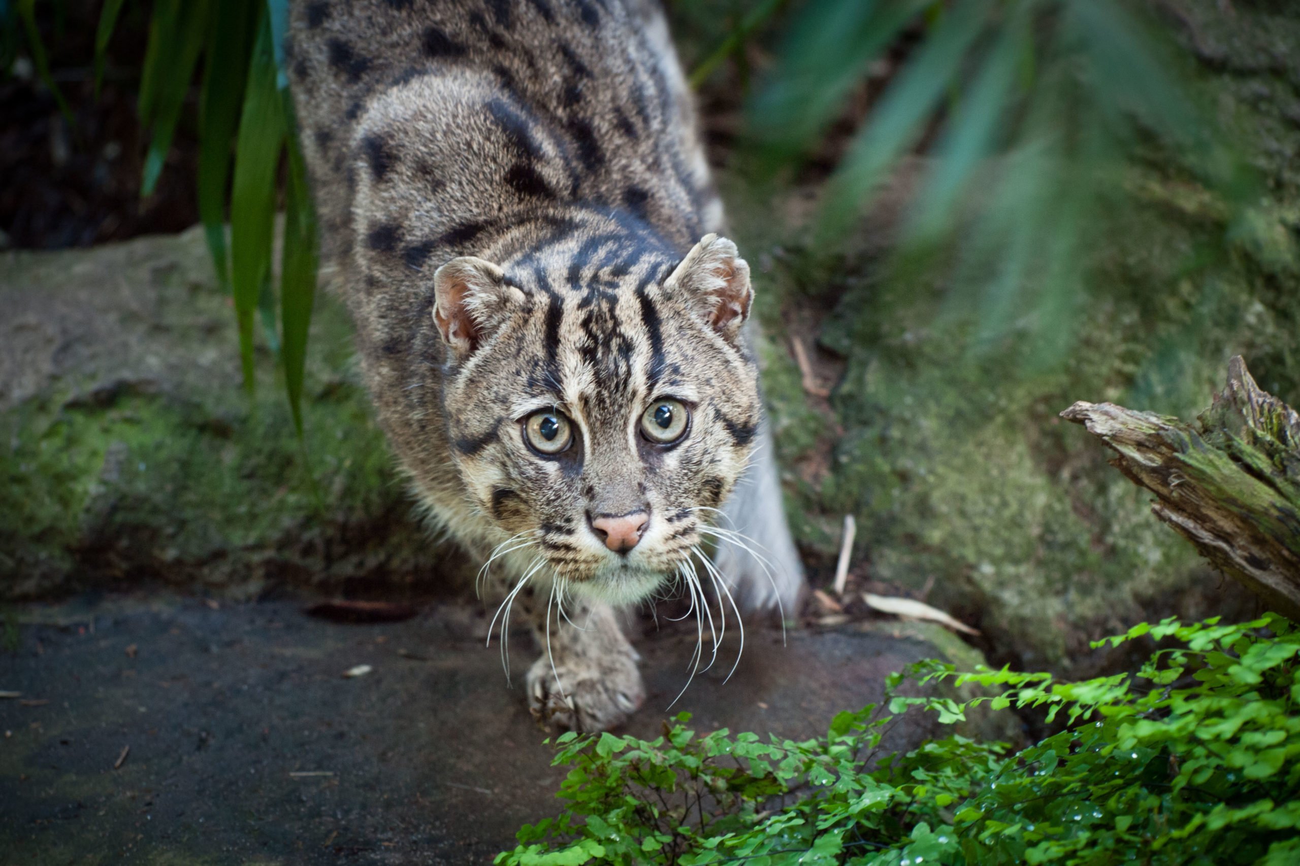 WBBSE Notes For Class 8 General Science And Environment Chapter 10 Biodiversity Environmental Crisis And Conservation Of Endangered Animals Fishing cat