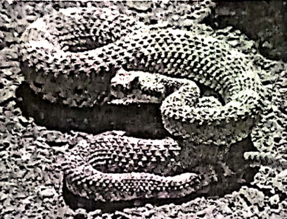 WBBSE Notes For Class 8 General Science And Environment Chapter 10 Biodiversity Environmental Crisis And Conservation Of Endangered Animals Rattle snake