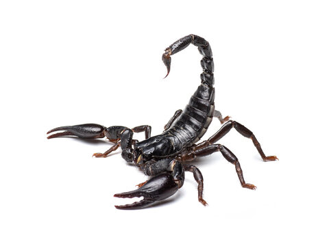 WBBSE Notes For Class 8 General Science And Environment Chapter 10 Biodiversity Environmental Crisis And Conservation Of Endangered Animals Scorpion