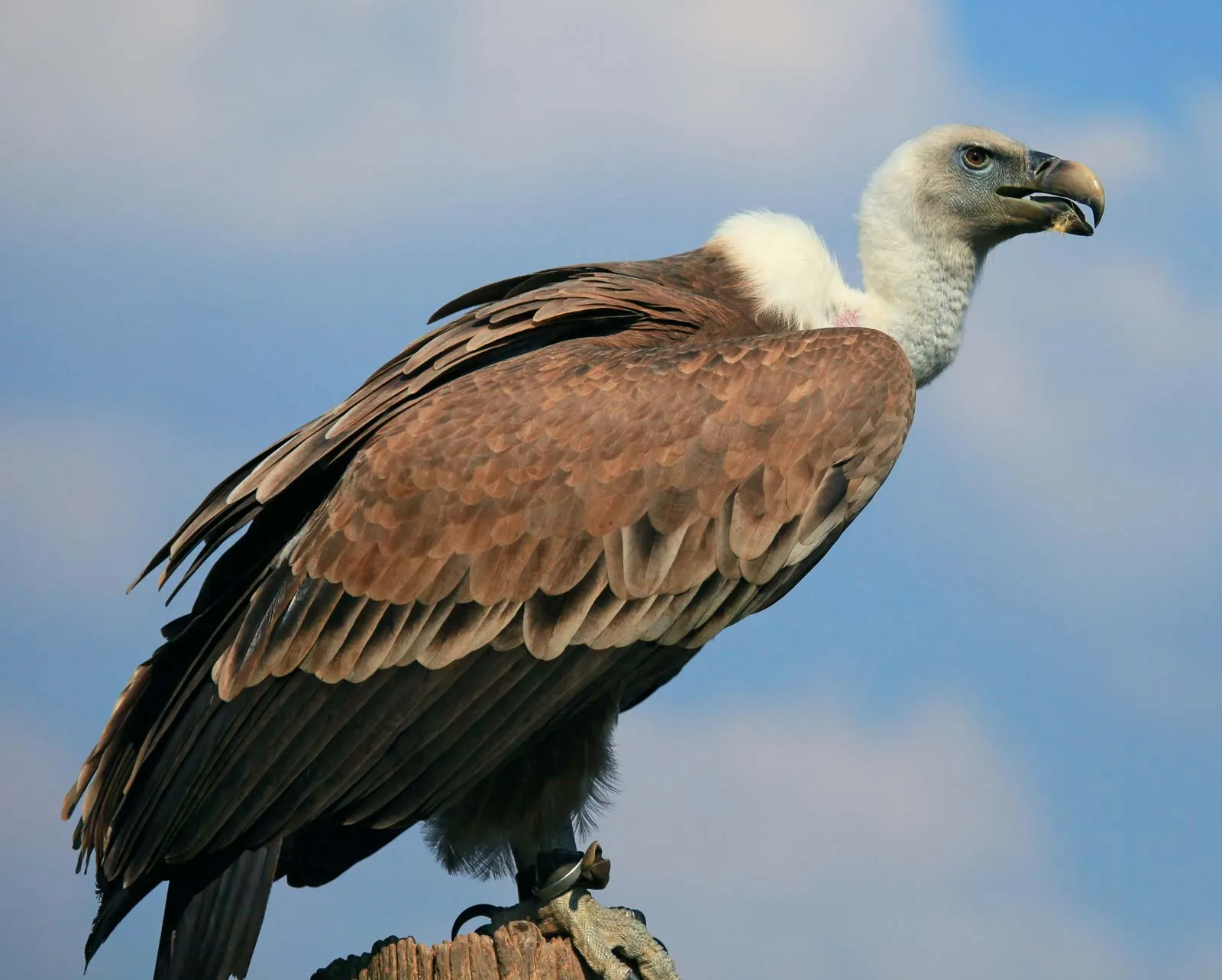 WBBSE Notes For Class 8 General Science And Environment Chapter 10 Biodiversity Environmental Crisis And Conservation Of Endangered Animals Vulture
