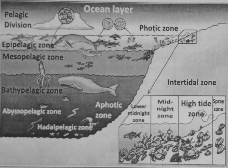 WBBSE Notes For Class 8 General Science And Environment Chapter 10 Biodiversity Environmental Crisis And Conservation Of Endangered Animals ocean layer