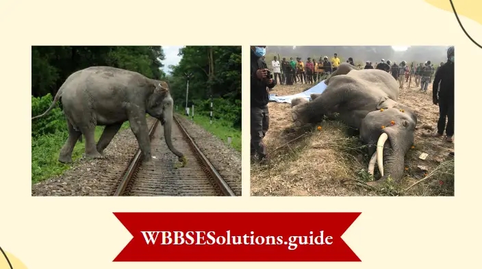 WBBSE Notes For Class 8 General Science And Environment Chapter 10 Biodiversity Man And Elephant conflicts