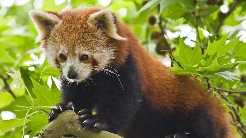WBBSE Notes For Class 8 General Science And Environment Chapter 10 Biodiversity Red Panda