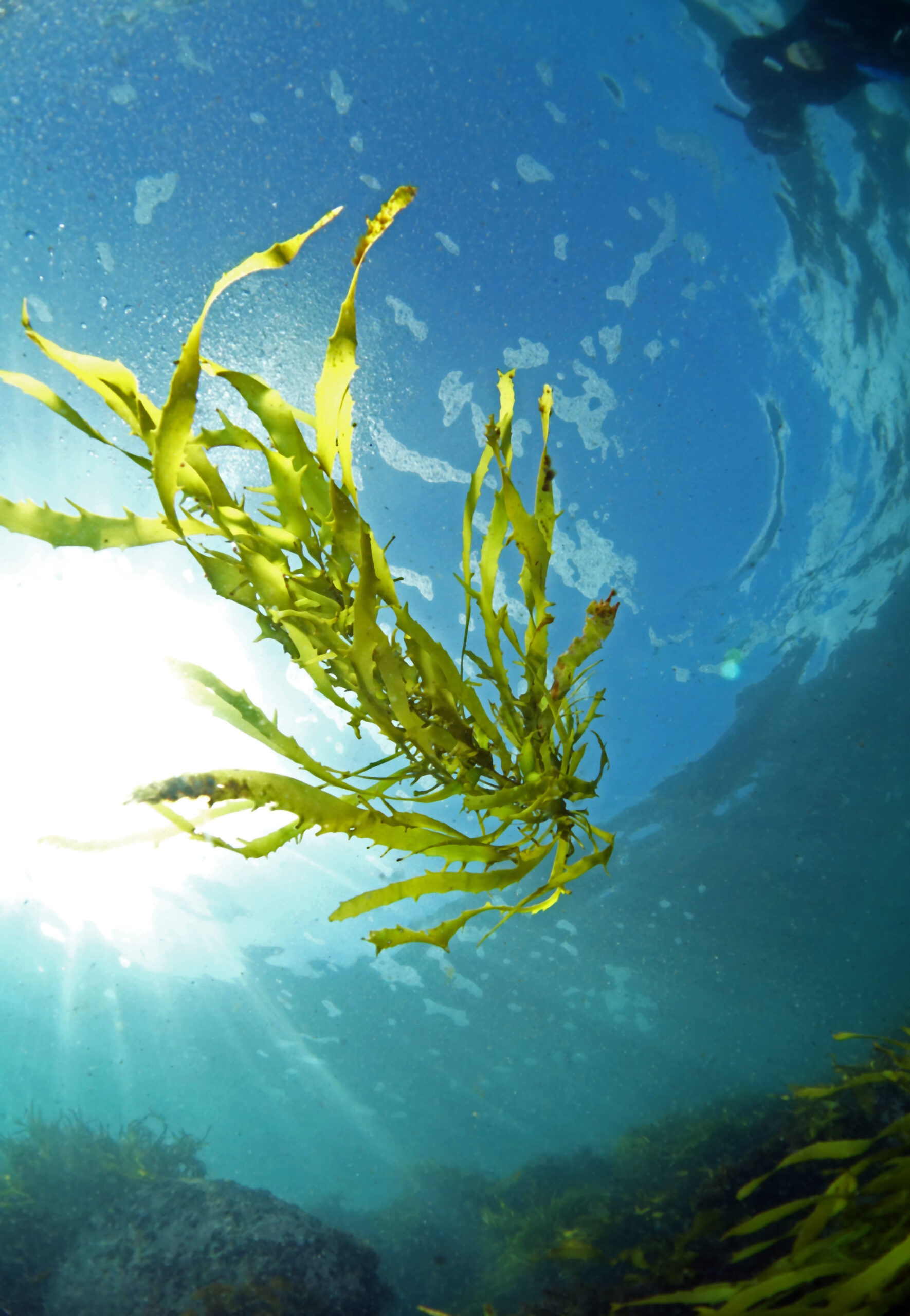 WBBSE Notes For Class 8 General Science And Environment Chapter 10 Biodiversity Sea Weed .