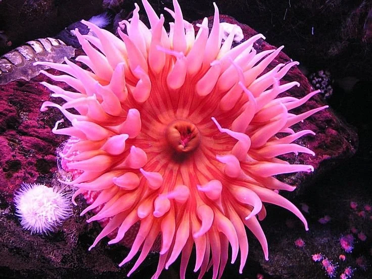 WBBSE Notes For Class 8 General Science And Environment Chapter 10 Biodiversity Sea anemone