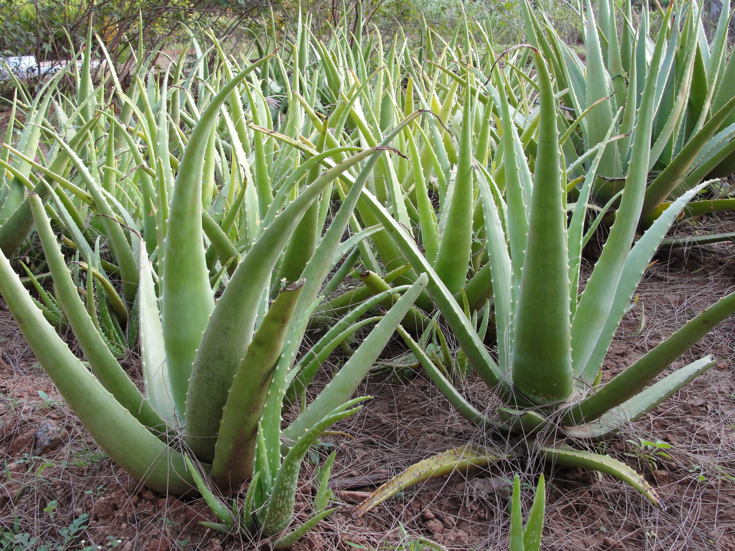 WBBSE Notes For Class 8 General Science And Environment Chapter 11 Plant Kingdom And Environment Arounds Us Aloe vera