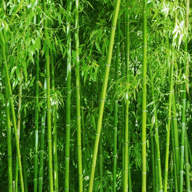 Bamboo grove. Bright green plants. Background