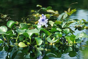 WBBSE Notes For Class 8 General Science And Environment Chapter 11 Plant Kingdom And Environment Arounds Us Water Hyacinth