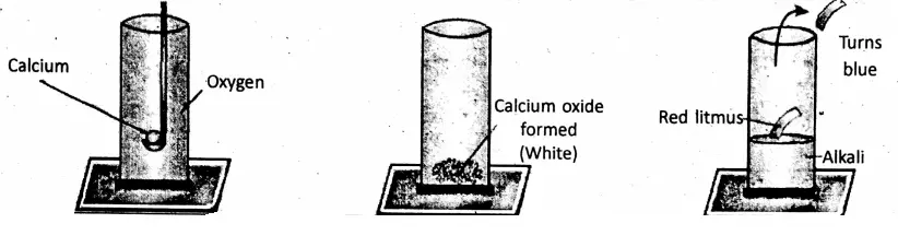 WBBSE Notes For Class 8 General Science And Environment Chapter 3 KnowAbout Some Common Gases Burning Calcium