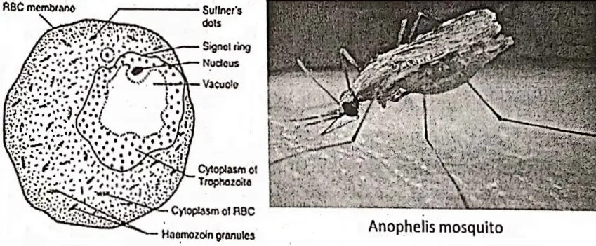 WBBSE Notes For Class 8 General Science And Environment Chapter 5 Analysis Of Natural Phenomena Anophelis mosquito
