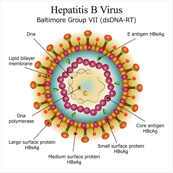WBBSE Notes For Class 8 General Science And Environment Chapter 5 Analysis Of Natural Phenomena Hepatitis virus