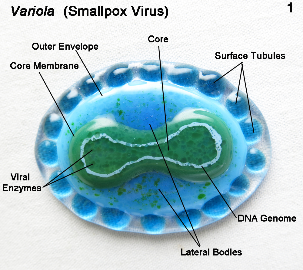 WBBSE Notes For Class 8 General Science And Environment Chapter 5 Analysis Of Natural Phenomena Small pox virus