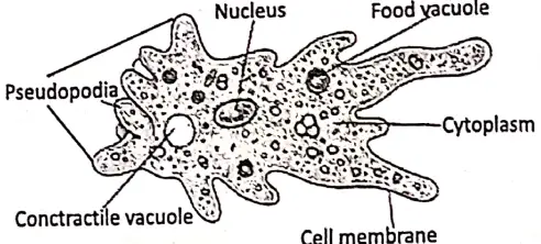 WBBSE Notes For Class 8 General Science And Environment Chapter 6 Structure Of Living Organism Amoeba