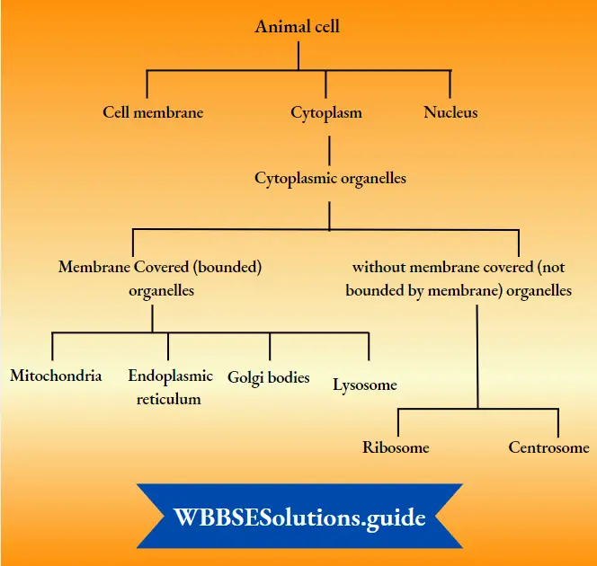 WBBSE Notes For Class 8 General Science And Environment Chapter 6 Structure Of Living Organism Animal Cell