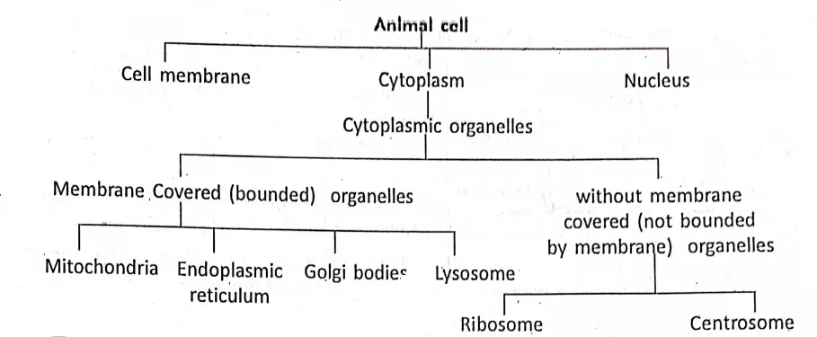 WBBSE Notes For Class 8 General Science And Environment Chapter 6 Structure Of Living Organism Animal Cell