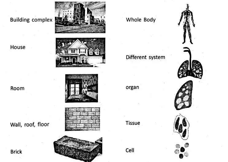 WBBSE Notes For Class 8 General Science And Environment Chapter 6 Structure Of Living Organism Body organism and buliding complex
