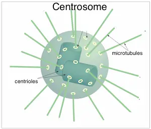 WBBSE Notes For Class 8 General Science And Environment Chapter 6 Structure Of Living Organism Centrosome