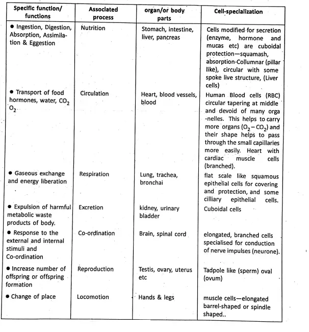 WBBSE Notes For Class 8 General Science And Environment Chapter 6 Structure Of Living Organism Different phyiological function and specialisation of cells