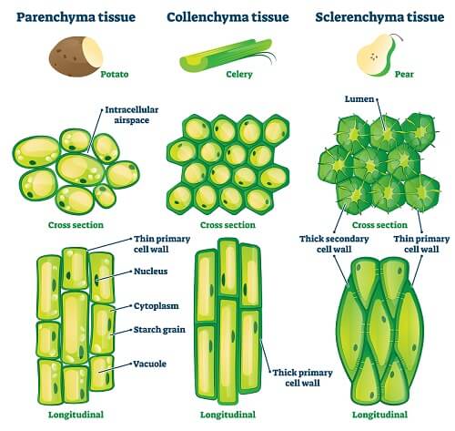 WBBSE Notes For Class 8 General Science And Environment Chapter 6 Structure Of Living Organism Different shape of plant cells in different tissue