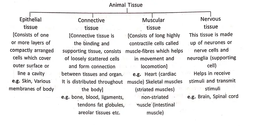 WBBSE Notes For Class 8 General Science And Environment Chapter 6 Structure Of Living Organism Different types of animal tissue and their functions.