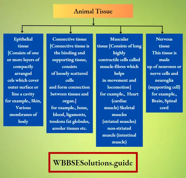 WBBSE Notes For Class 8 General Science And Environment Chapter 6 Structure Of Living Organism Different types of animal tissue and their functions.