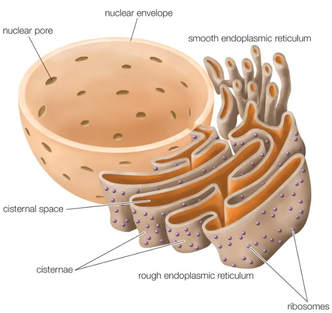 WBBSE Notes For Class 8 General Science And Environment Chapter 6 Structure Of Living Organism Endoplasmic reticulum