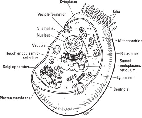 WBBSE Notes For Class 8 General Science And Environment Chapter 6 Structure Of Living Organism Eukaryotic cell
