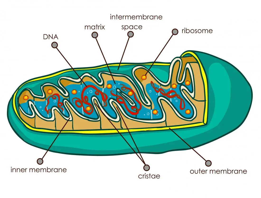 WBBSE Notes For Class 8 General Science And Environment Chapter 6 Structure Of Living Organism Mitochondria