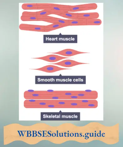 WBBSE Notes For Class 8 General Science And Environment Chapter 6 Structure Of Living Organism Muscle cell